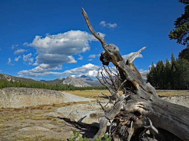 Yosemite NP