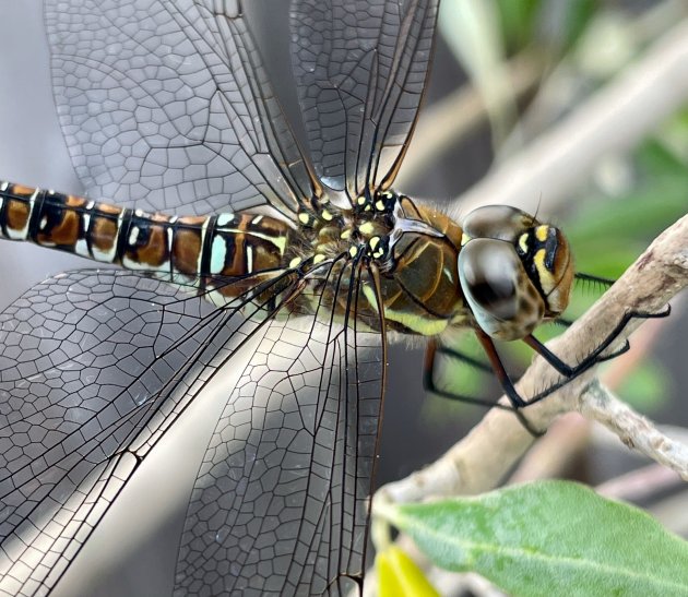 Libelle in de tuin