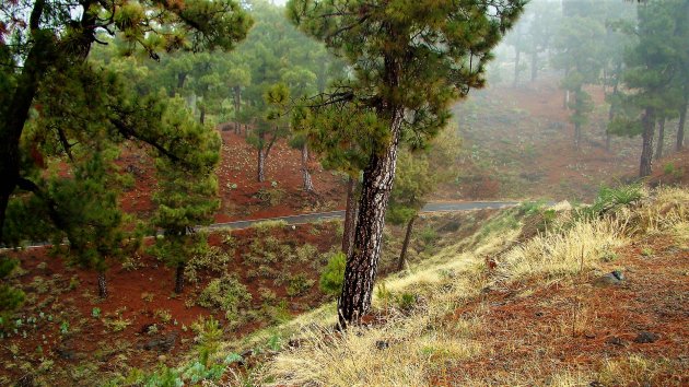 geel, groen, rood en mist