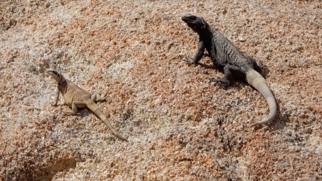 Chuckwalla