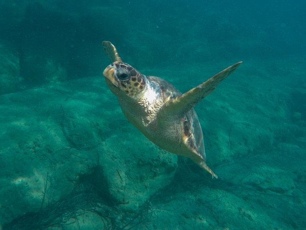 Dikkopschildpad (Caretta caretta of Loggerhead)