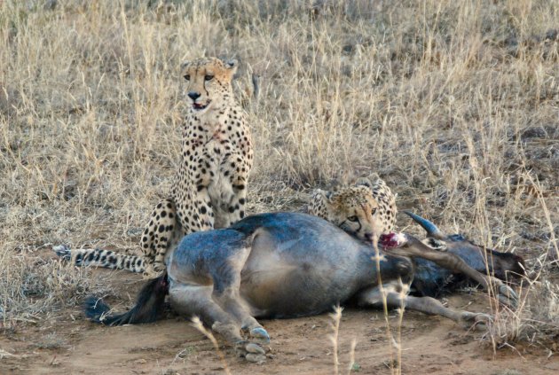 Op safari in Madikwe