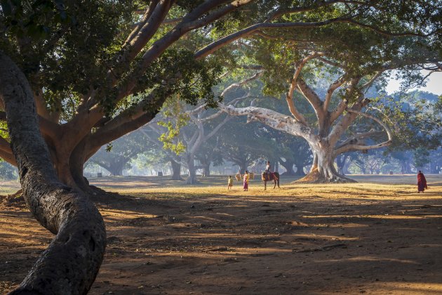 Oude banyan bomen