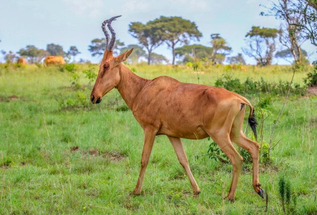 Jackson Hartenbeest