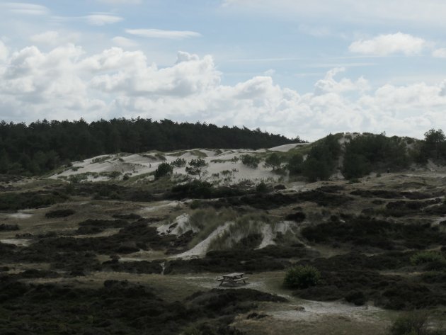 Discgolf in NP Schoorlse duinen