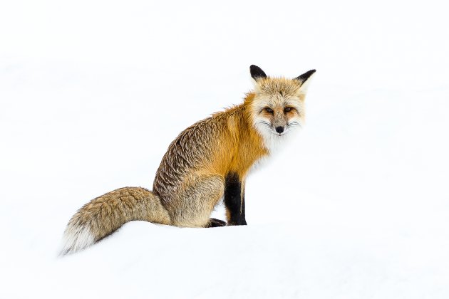 Vos in de sneeuw