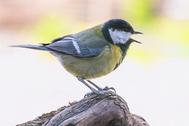 Koolmees in de tuin