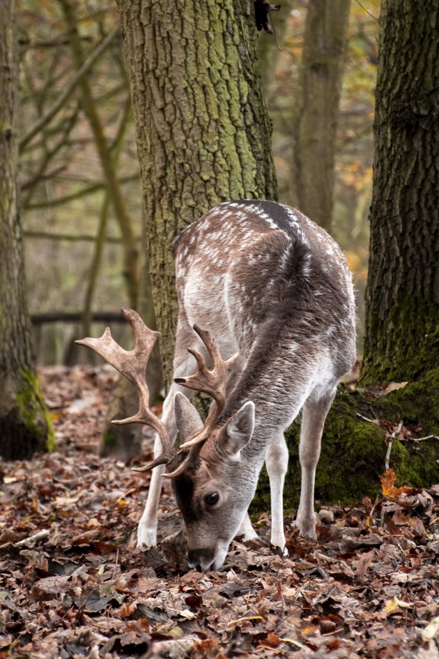 Herten spotten in de AWD