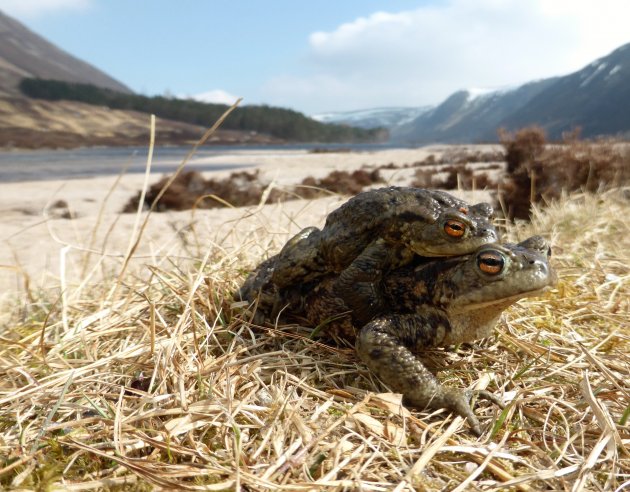 Aan de oever van Loch Muick