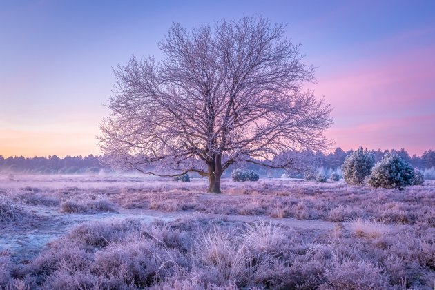 The early trees