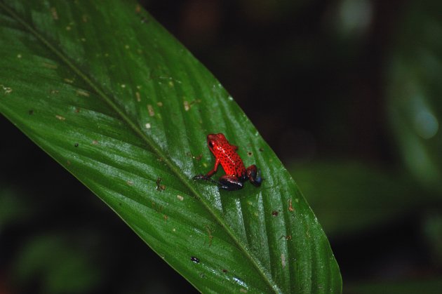 blue jeans frog