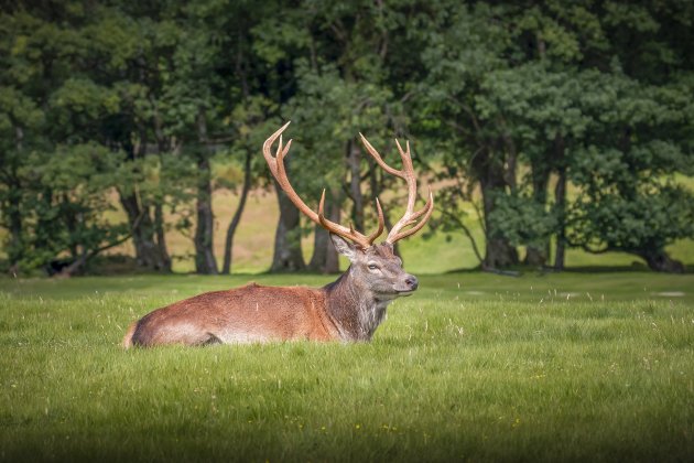 Edelhert op Isle of  Arran