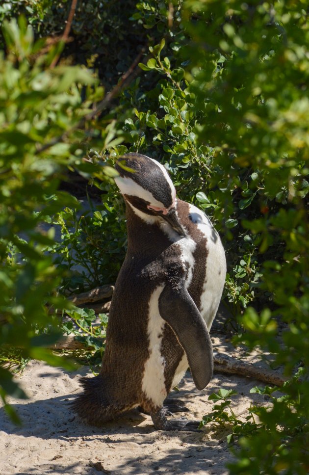 Pinguïns bij Betty's Bay