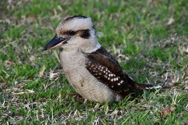 Kookaburra in Sydney