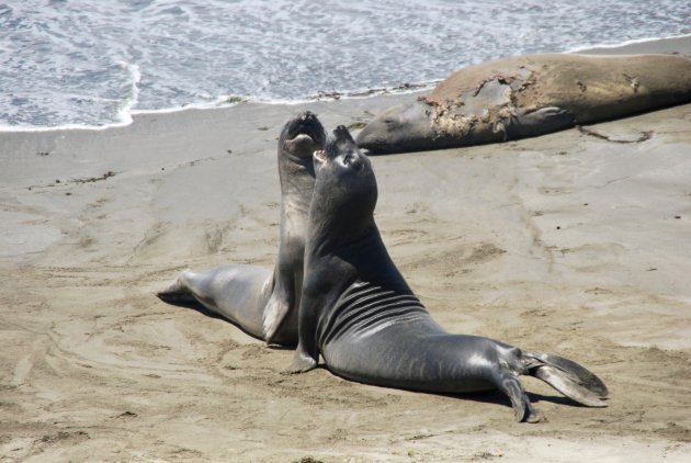 Zeeolifanten op Point Piedras Blancas