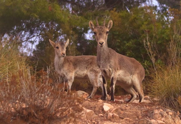 Iberische steenbok