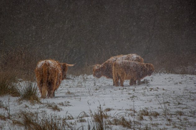 Sneeuwstorm in Den Helder