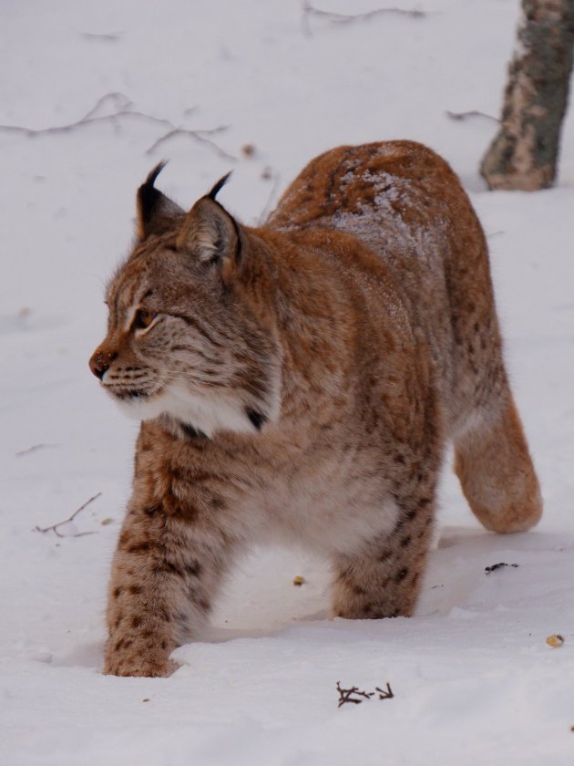 Lynx in Bardu