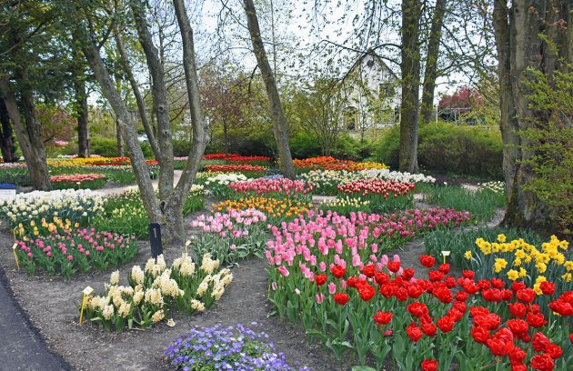 Binnenkort weer te zien in de poldertuin in Anna Paulowna