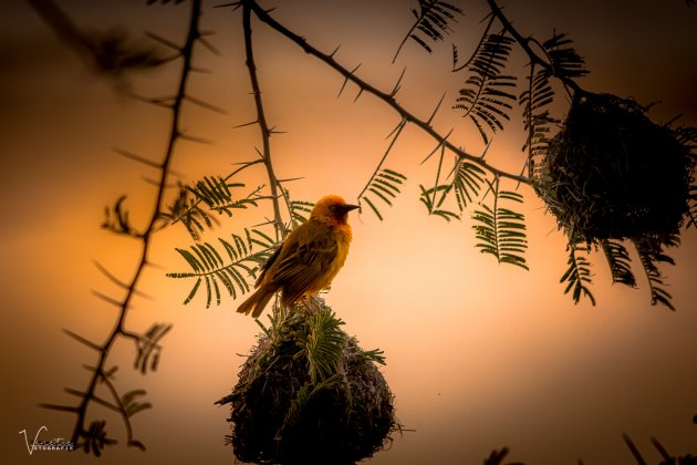 Golden Weaver in Sunset