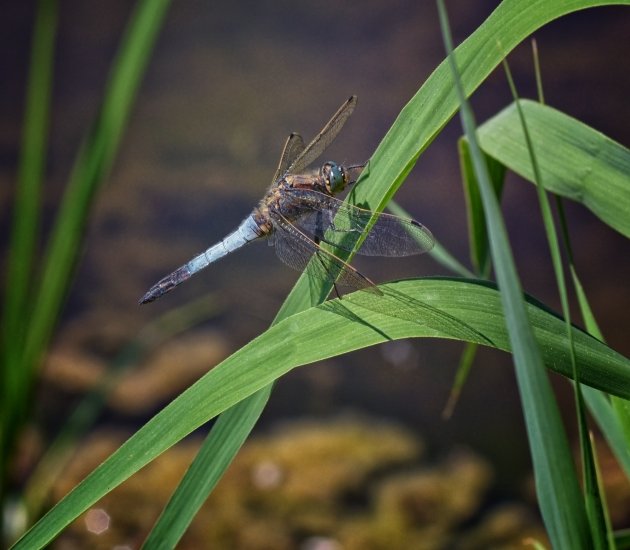 Blauwe platbuik libelle