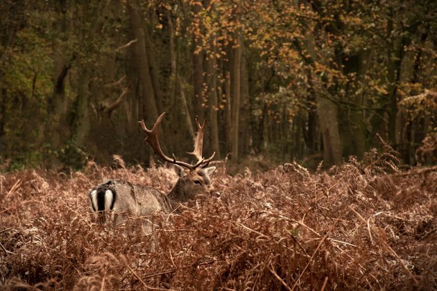 Amsterdamse Waterleidingduinen