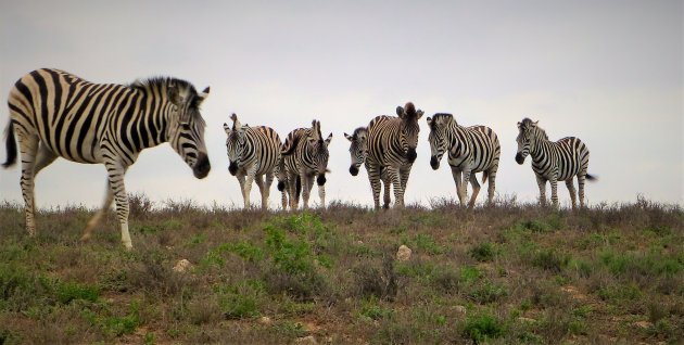 Addo op herhaling