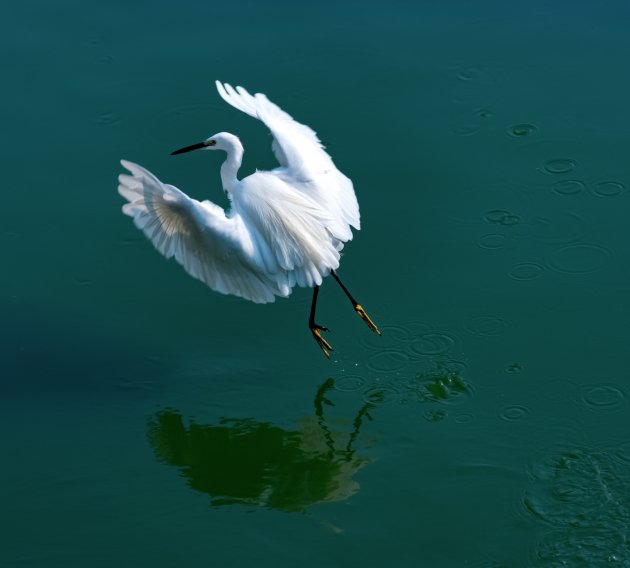 De witte reiger van Lumphini Park, Bangkok.