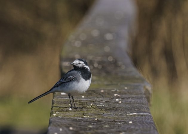 Witte kwikstaart op de Oostvaardersplassen