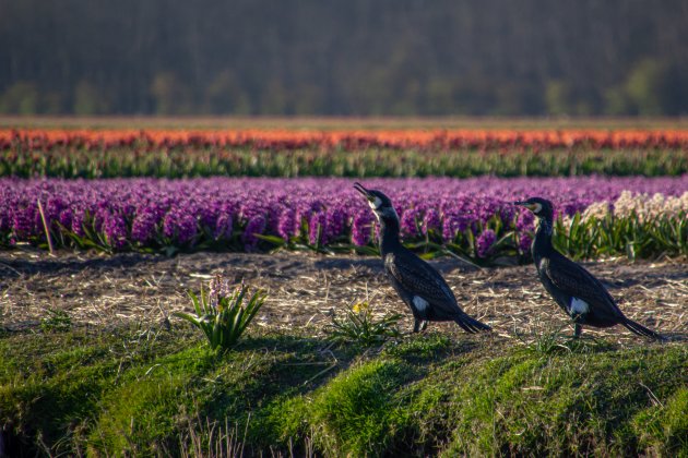 Aalscholvers tussen de bollen