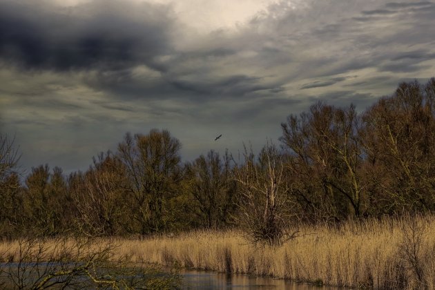 Oostvaardersplassen