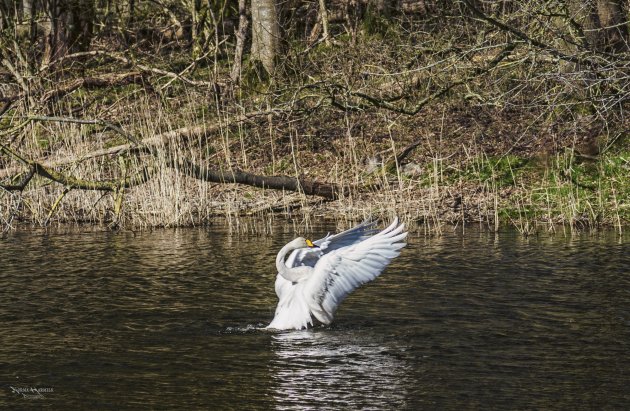 Wilde zwaan