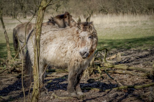 Natuurpark Lelystad