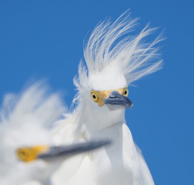 Kuifje de reiger