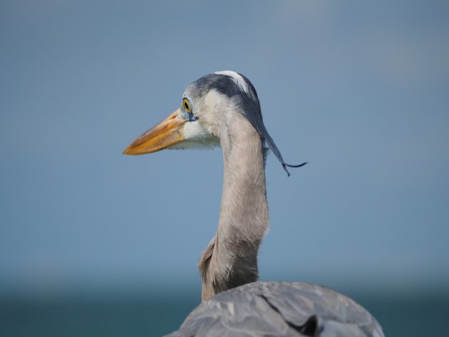 Reiger op de uitkijk