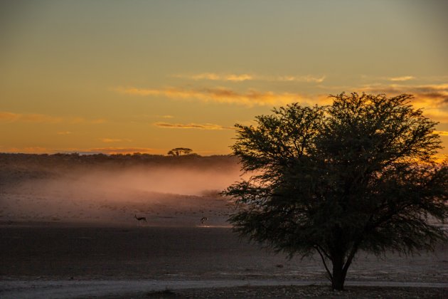 Springbokken in de mist