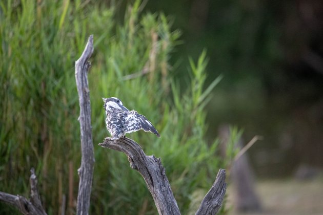 Bonte ijsvogel