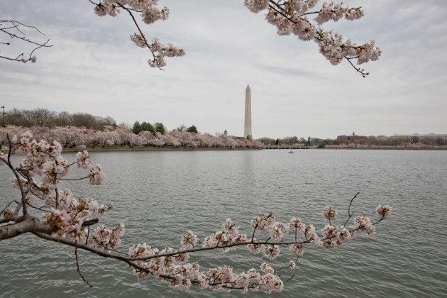 Tidal Basin Washington, ten tijde van de kersenbloesem