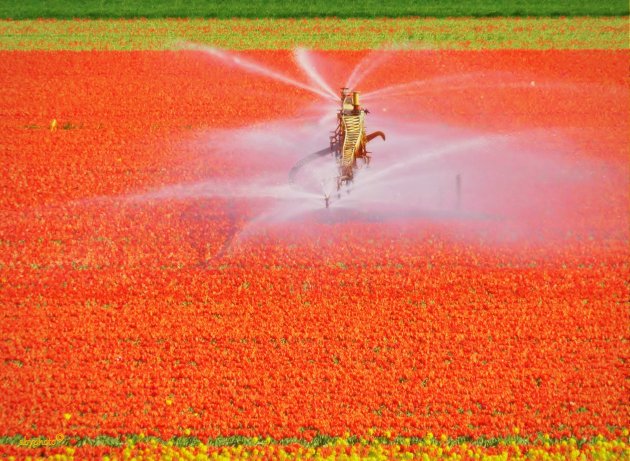 Nederland kleurt oranje