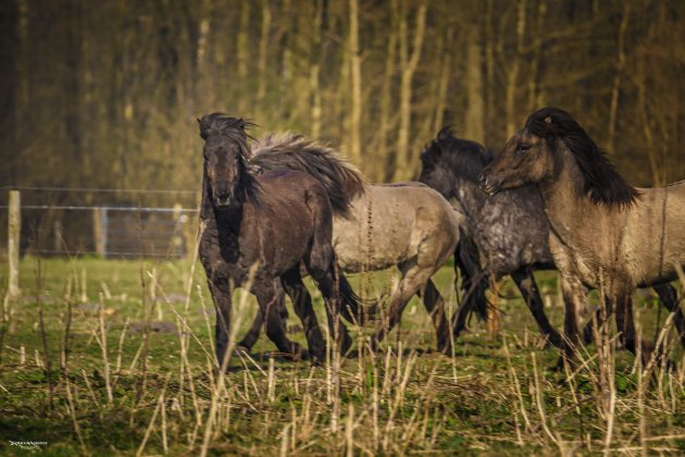 Wilde paarden in het Kuinderbos