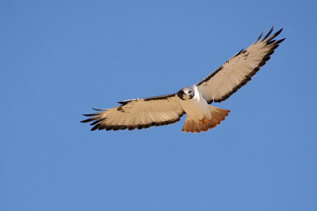 Augurbuizerd