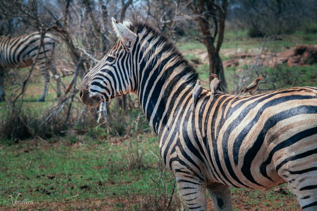 Zebra in de namiddag