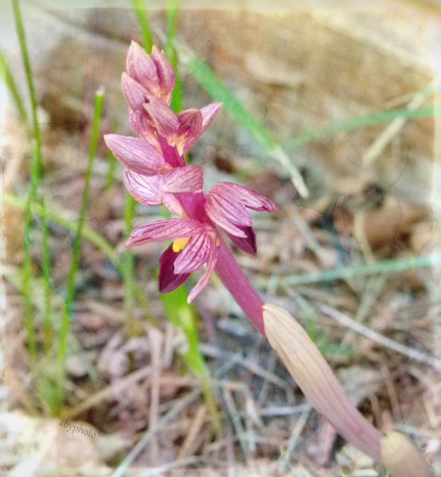 Orchidee in spookstadje