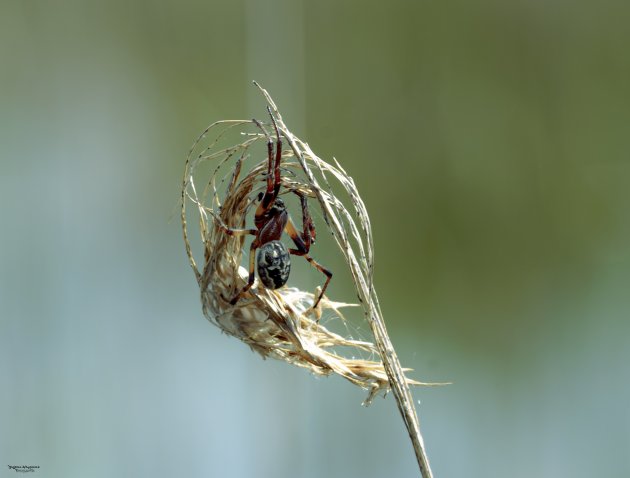 Spin op een ongebruikelijke plek