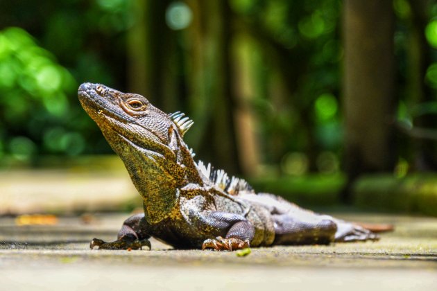 Carara National Park