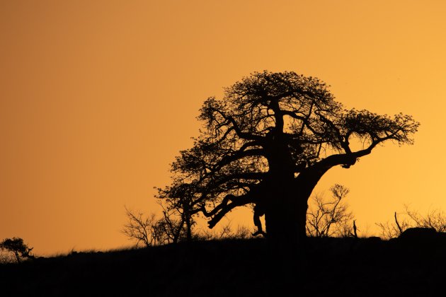 Baobab