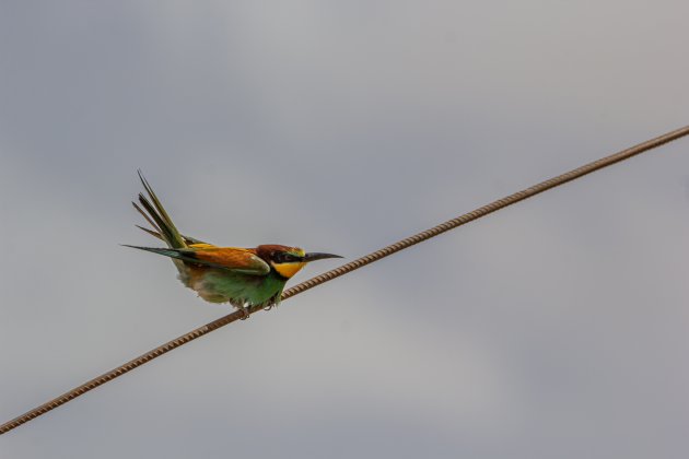 Groene bijeneter