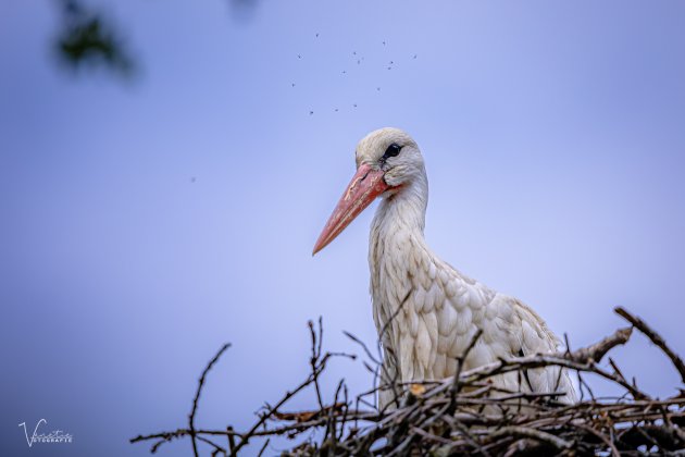 Hoog op z'n nest