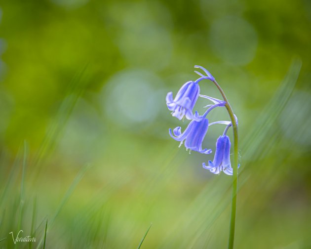 Onscherpe Campanula