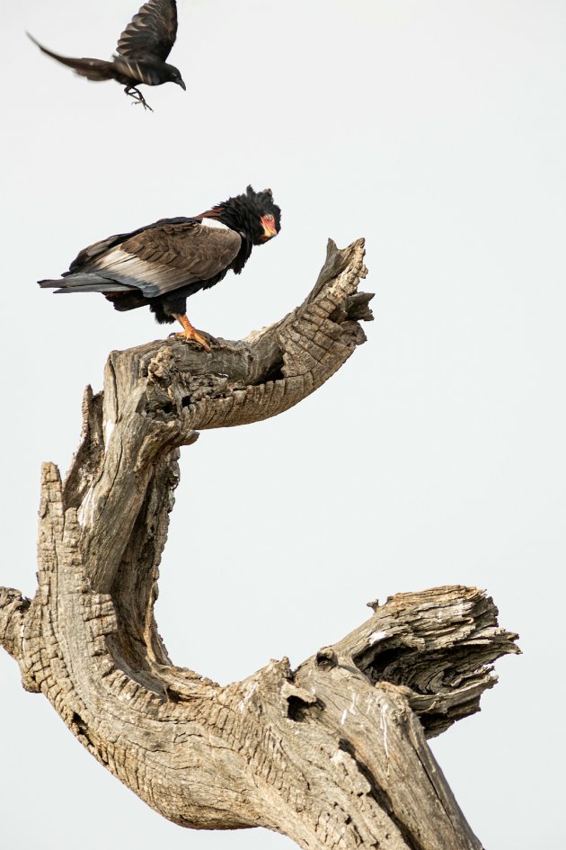 Oeganda Kidepo National Park